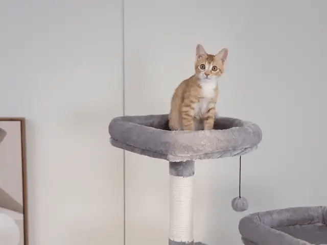 Kitten relaxing on the cat tree perch and cats playing in the condo