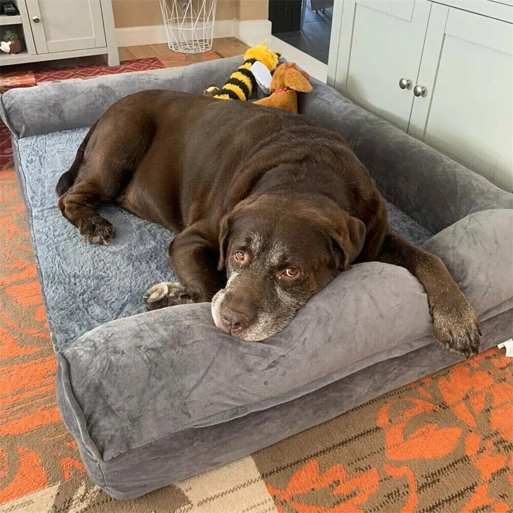 Chocolate Labrador lying on the orthopedic dog bed