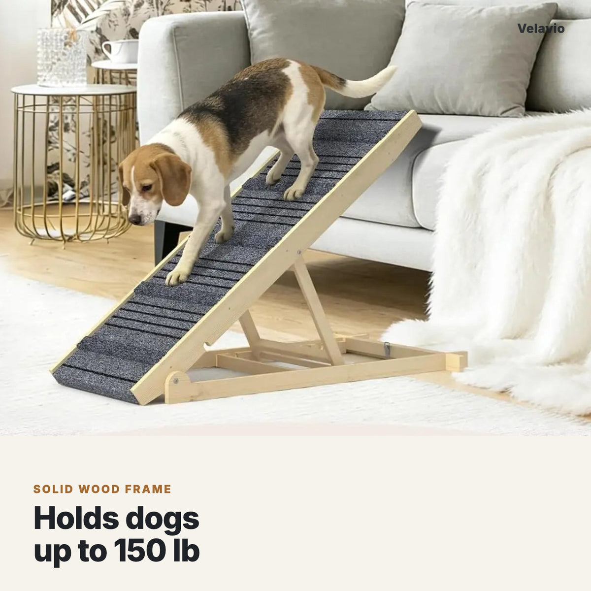 Beagle walking down the solid wood dog ramp, holds dogs up to 150 lb